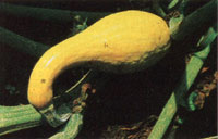 Seasonal Gardening: Public Gardens Supply a Local Source of Unusual Plants Image